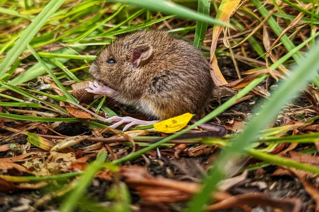 Vole Physical Characteristics, Specialized Features