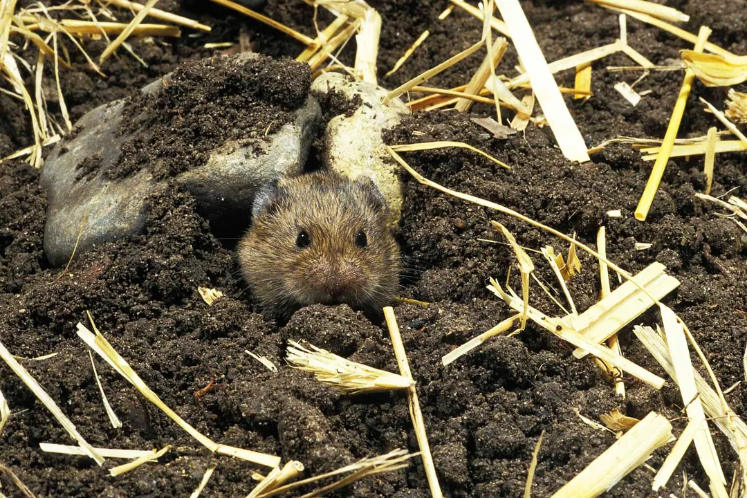 Vole Physical Characteristics, Species Contrast
