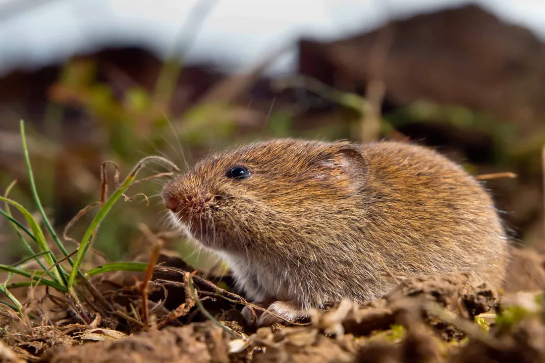 Vole Physical Characteristics, Stout Build