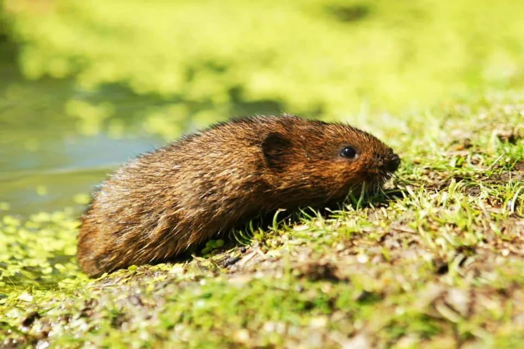 Vole Scientific Classification, Species Variation