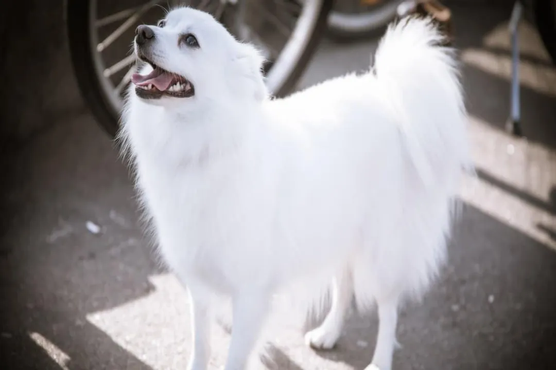 Volpino Italiano Diet, Hydration