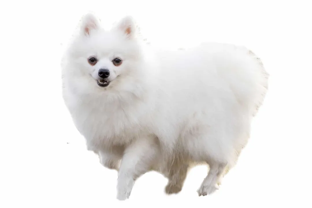 Volpino Italiano Diet