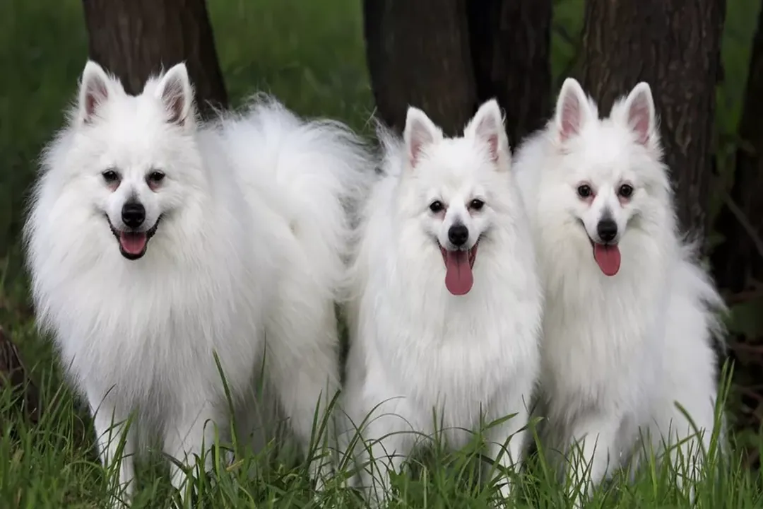 Volpino Italiano Diet, Weight Control