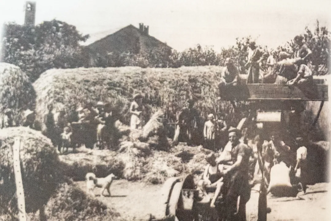 Volpino Italiano Facts, Personality Profile