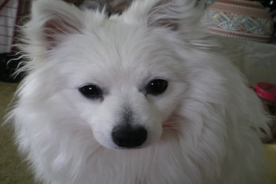 Volpino Italiano Locations, Origin Story Italy