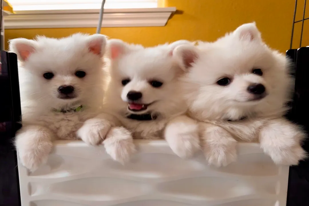 Volpino Italiano Locations, North American Organization