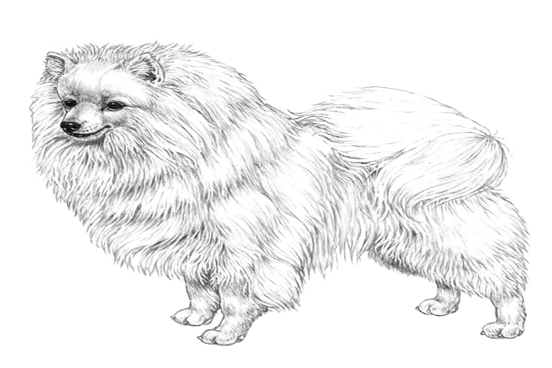 Volpino Italiano Locations