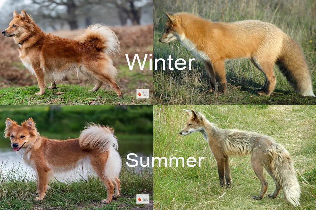 Volpino Italiano Physical Characteristics, Coat Texture Color