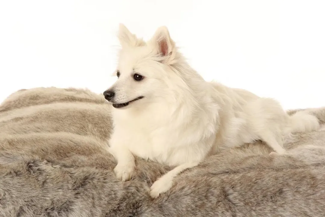 Volpino Italiano Physical Characteristics, Stature Measurements