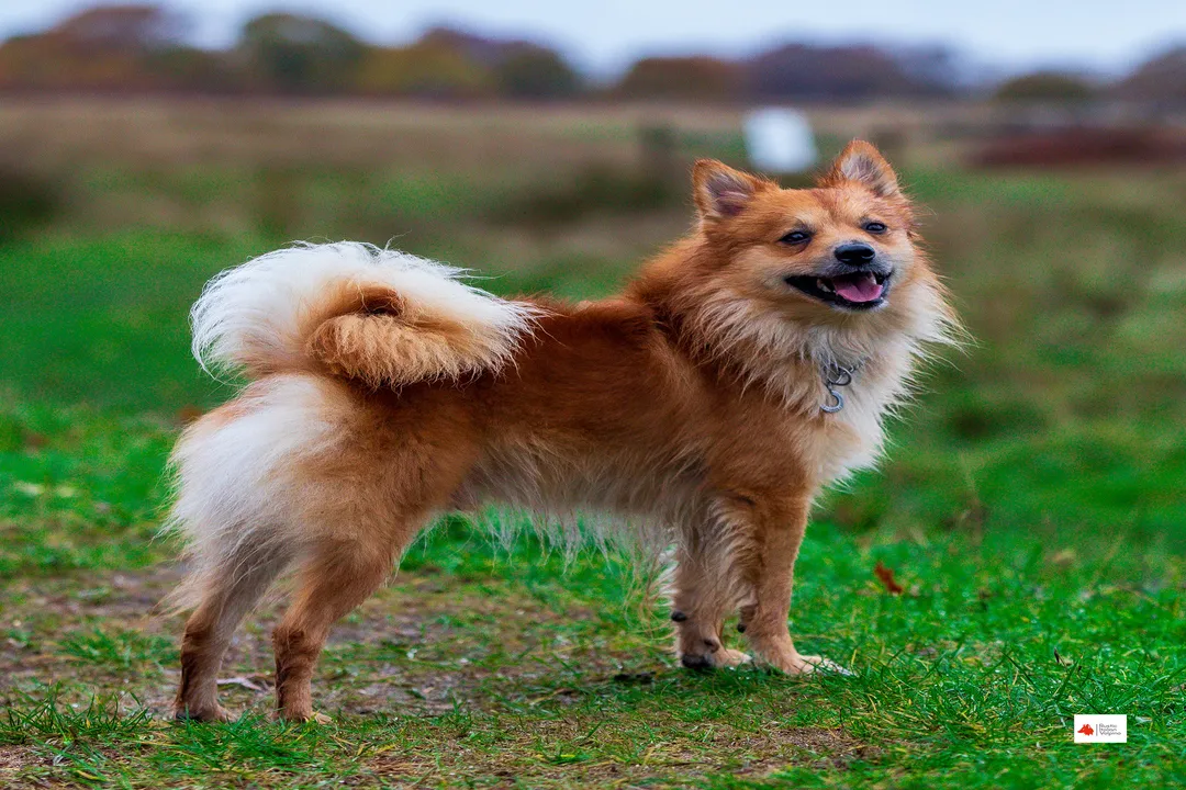 Volpino Italiano Physical Characteristics, Limbs Movement