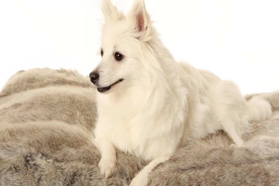 Volpino Italiano Scientific Classification, Ancestry Markers