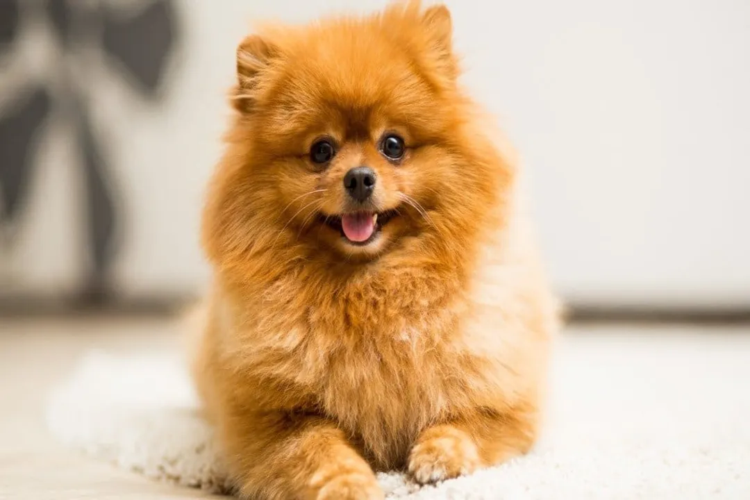 Volpino Italiano Scientific Classification, Canine Genus