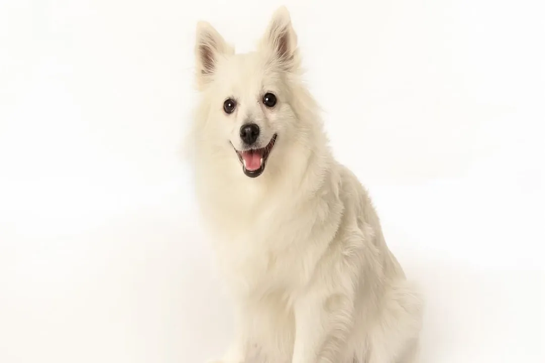 Volpino Italiano Scientific Classification, Breed Recognition