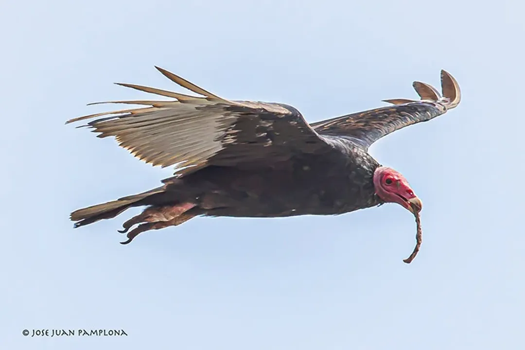 Vulture Diet, Carrion Focus