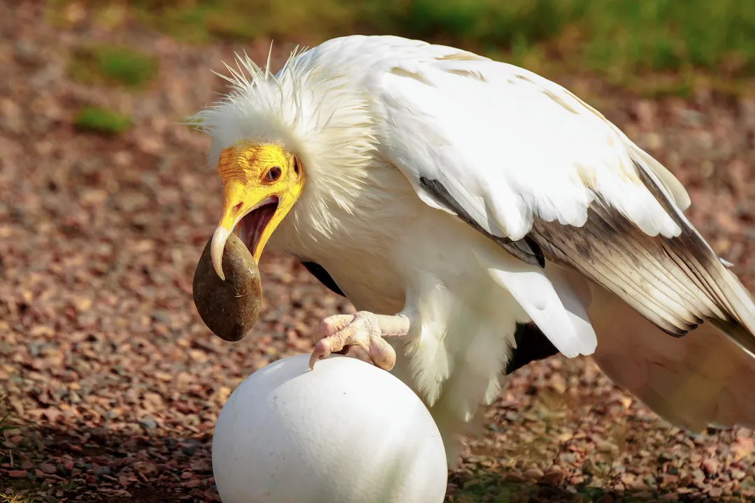 Vulture Evolution, Specialized Forms
