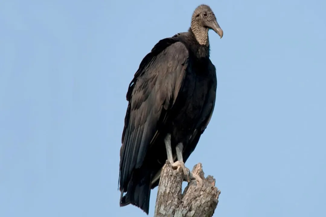 Vulture Locations, Unique Locations and Observatories