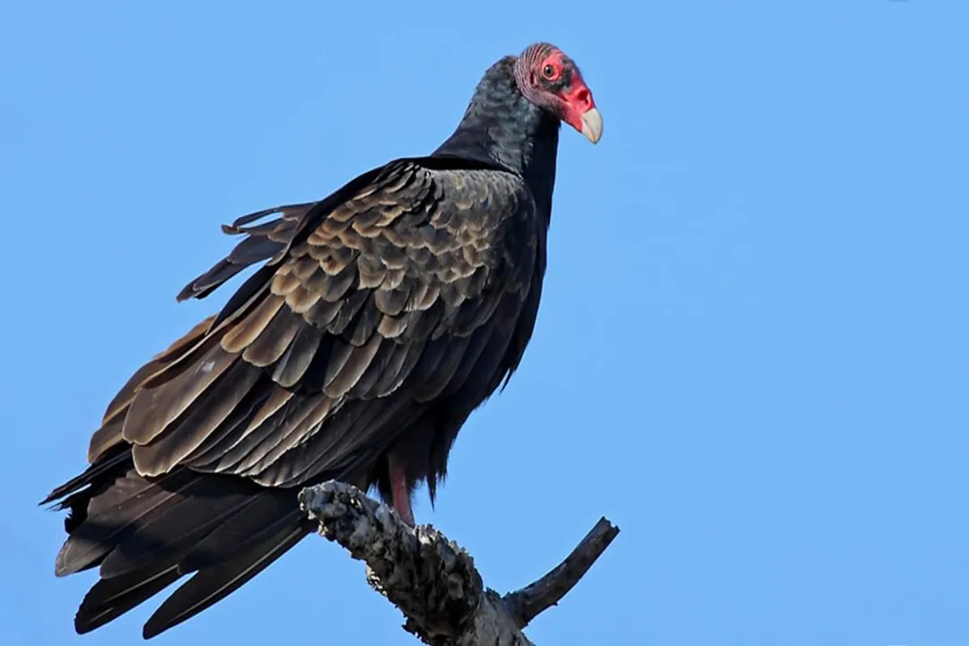 Vulture Physical Characteristics, Plumage and Color