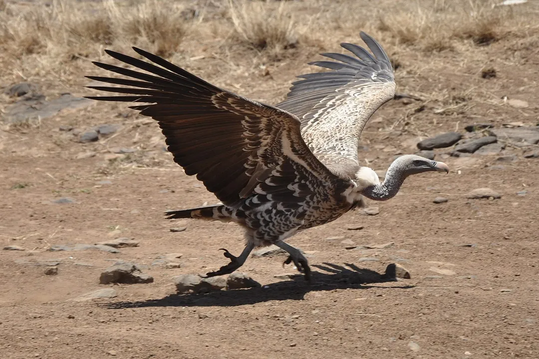 Vulture Physical Characteristics, Wings and Flight