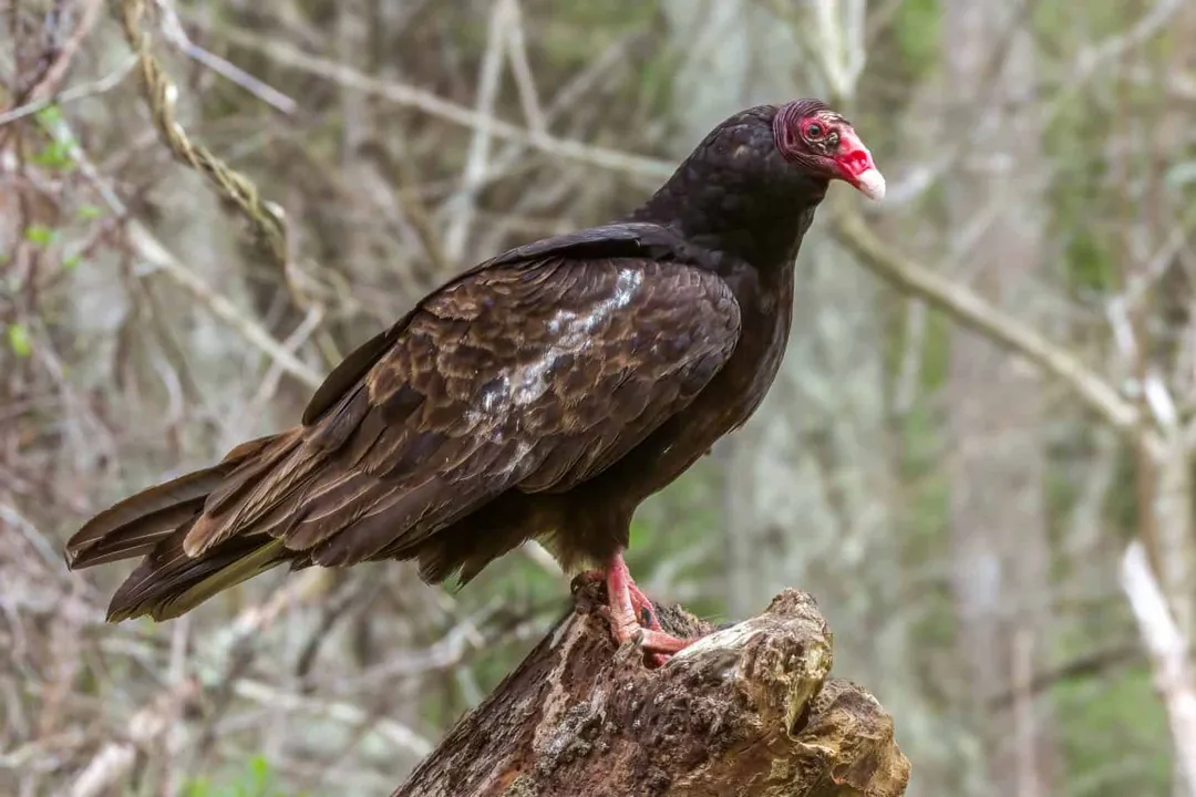 Vulture Scientific Classification, New World Grouping