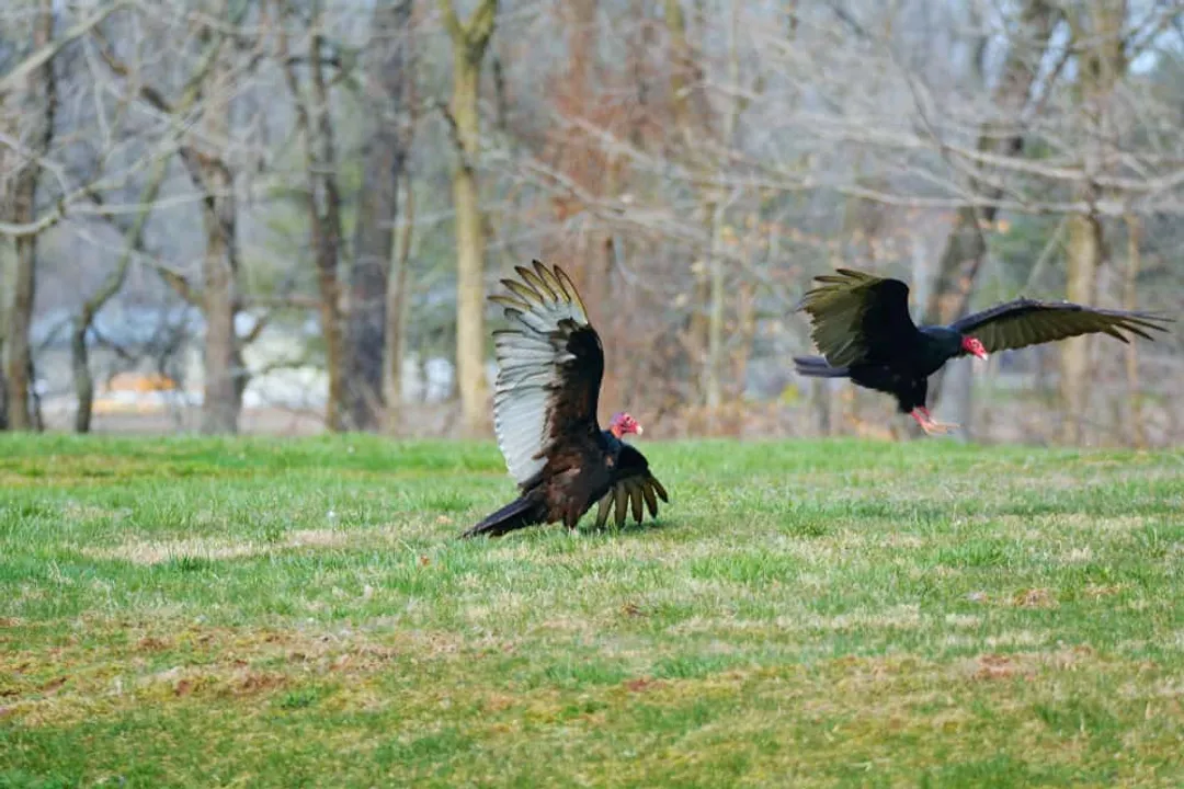 Vulture Scientific Classification, The Tree Structure