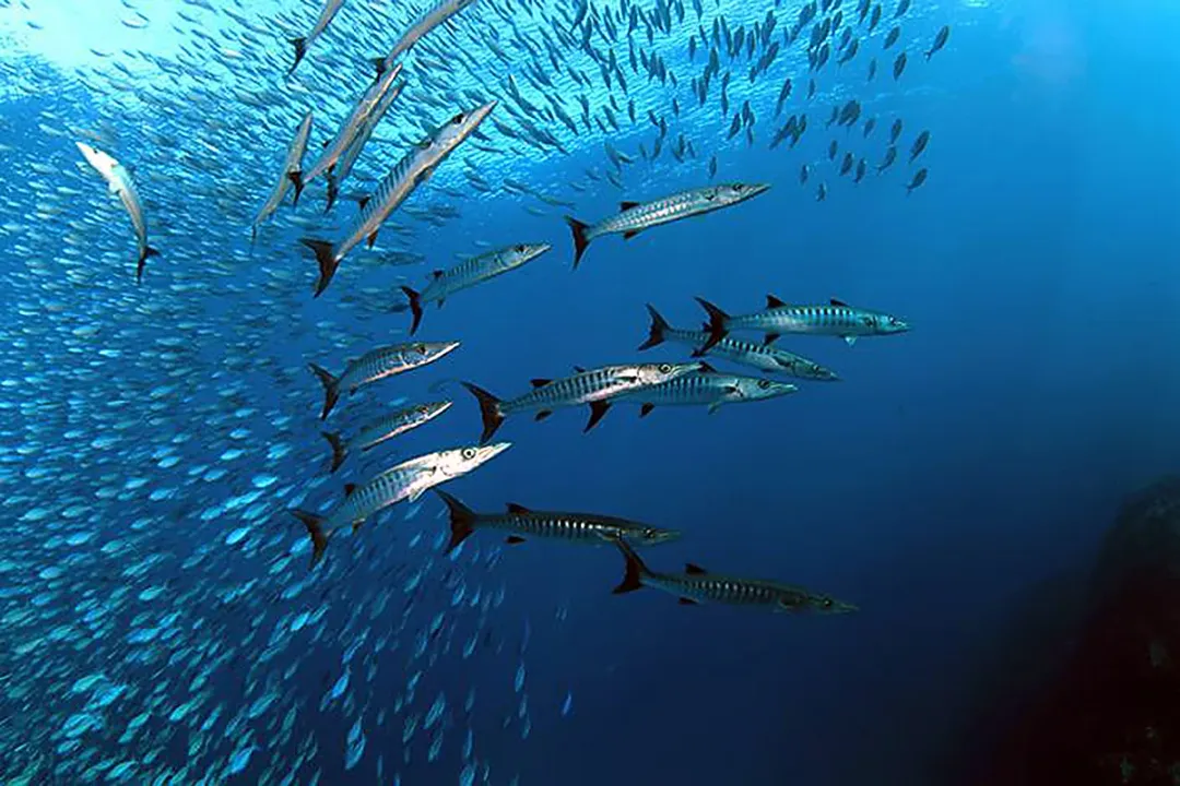 Wahoo Fish Diet, Hunting Mechanics