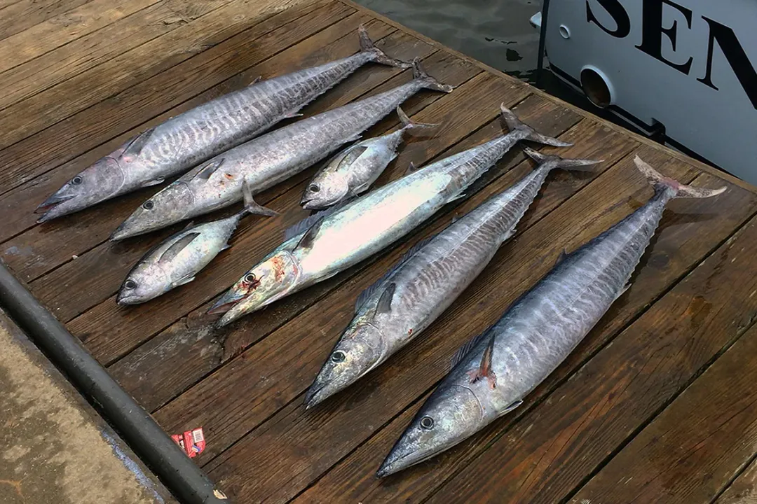 Wahoo Fish Diet, Schooling Targets