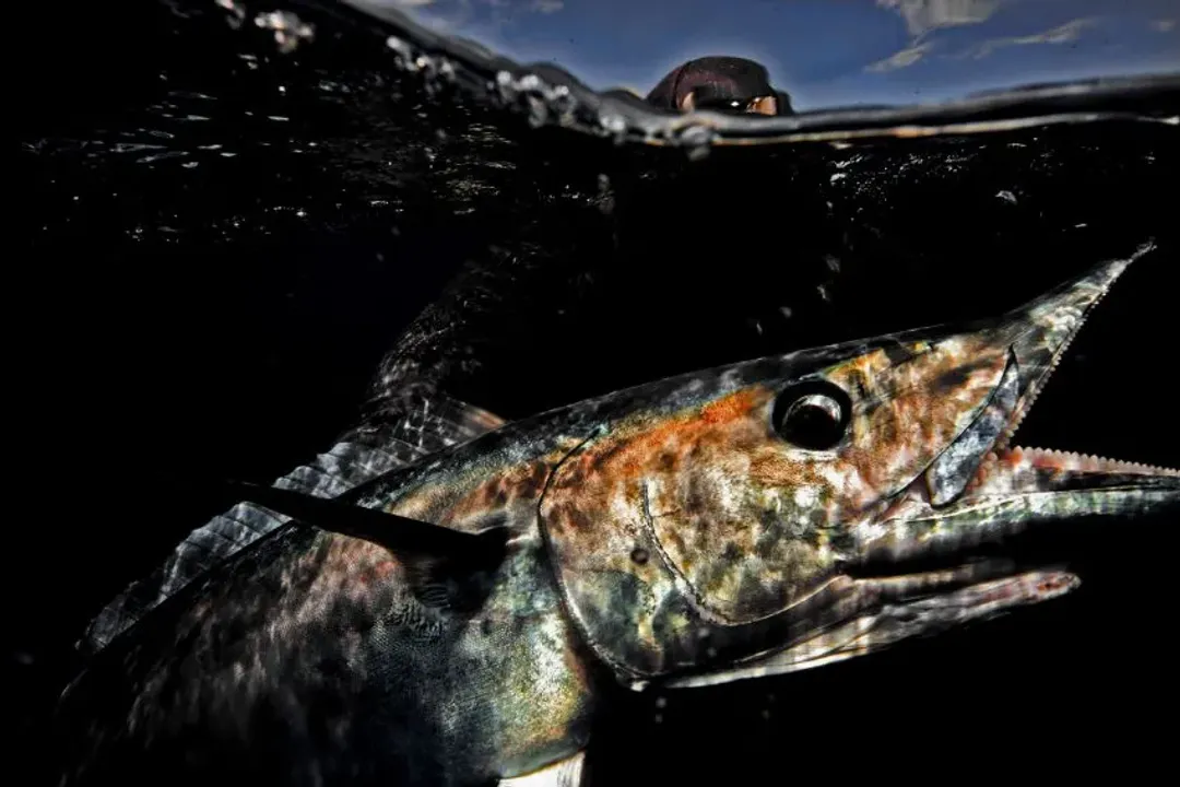 Wahoo Fish Evolution, Scombrid Ties