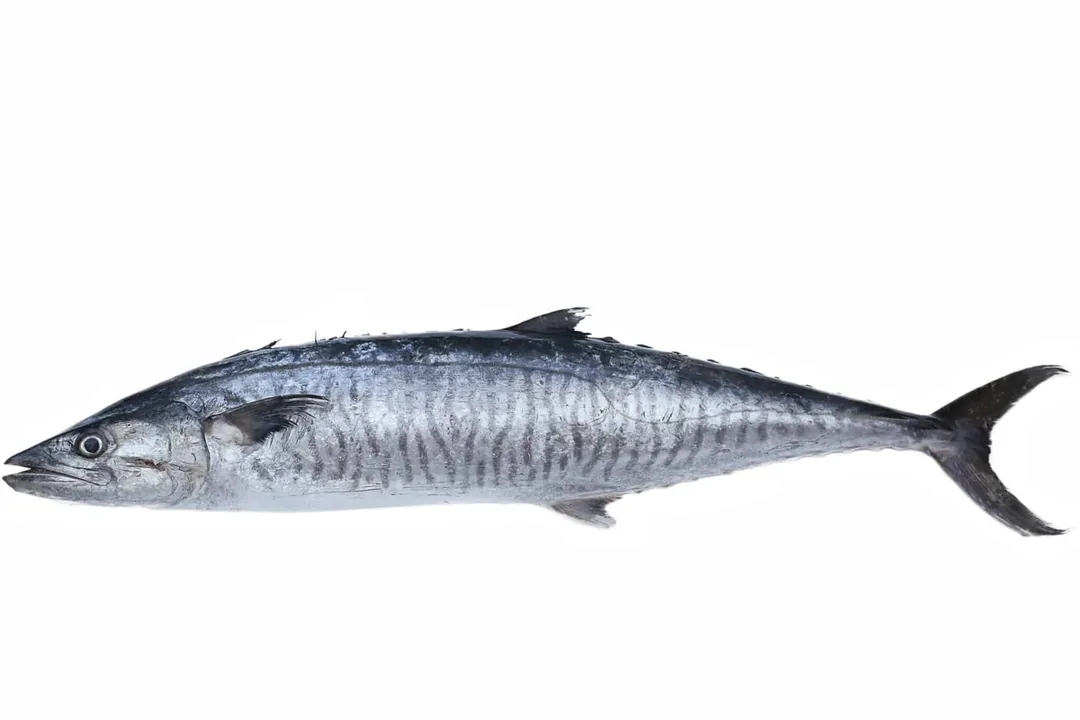 Wahoo Fish Evolution, Oceanic Genetics