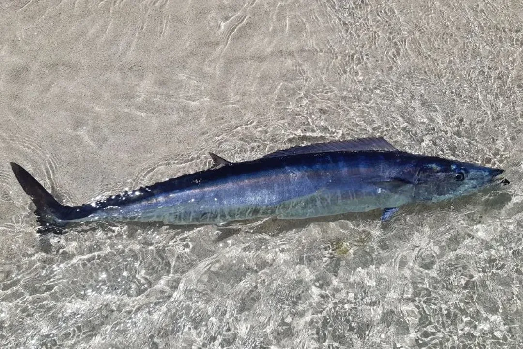 Wahoo Fish Evolution, Longevity Growth