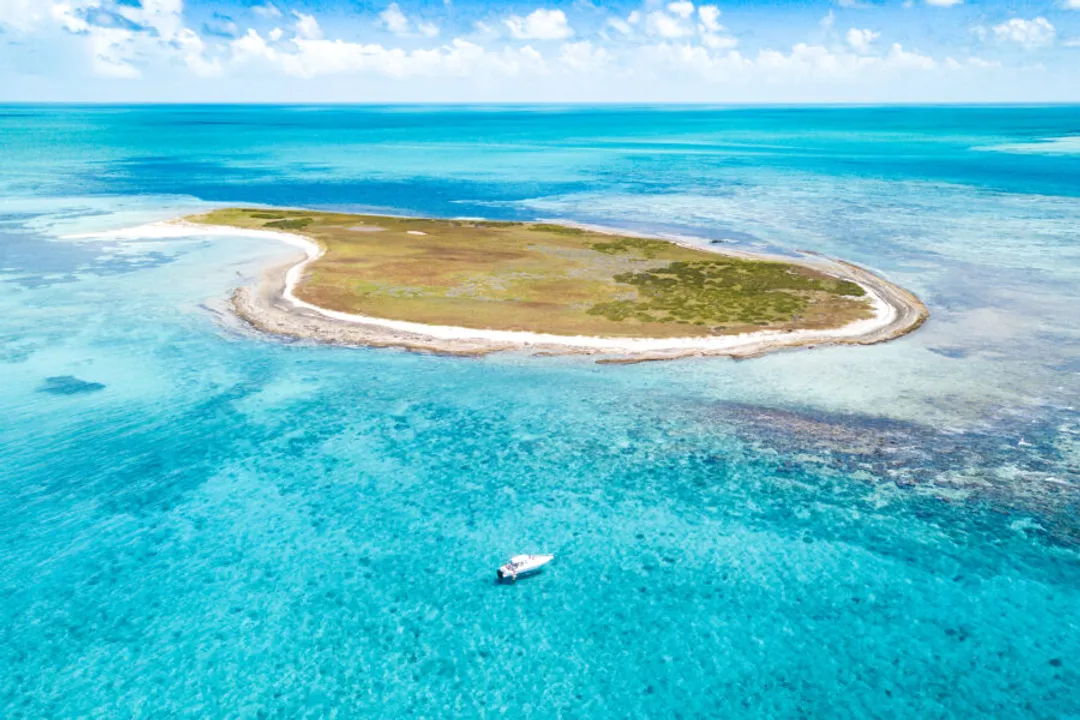 Wahoo Fish Facts, Maximum Velocity