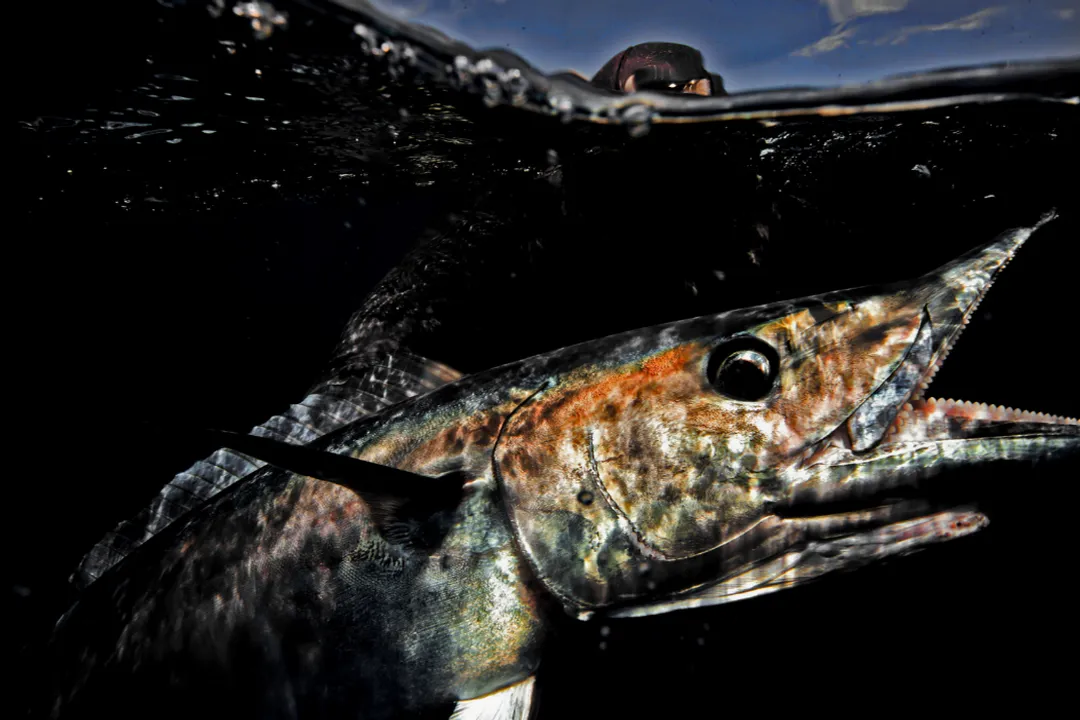 Wahoo Fish Physical Characteristics, Body Form