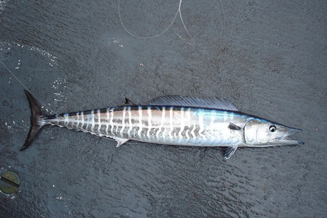 Wahoo Fish Physical Characteristics