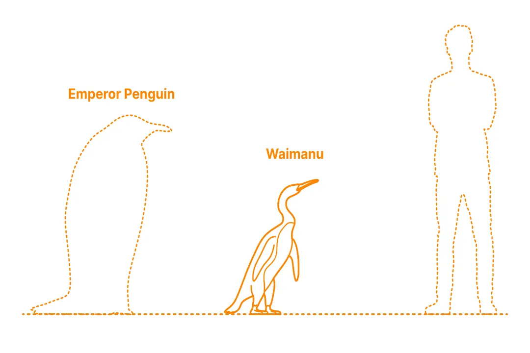 Waimanu Physical Characteristics, Early Lineage