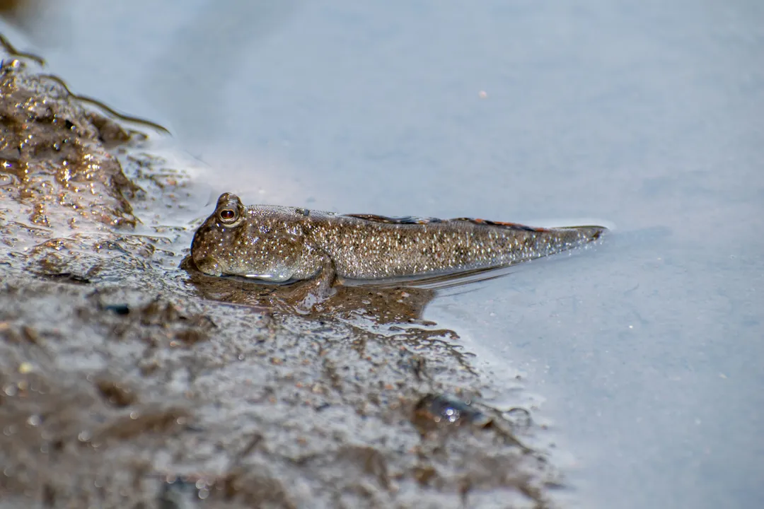 Walking Catfish Evolution