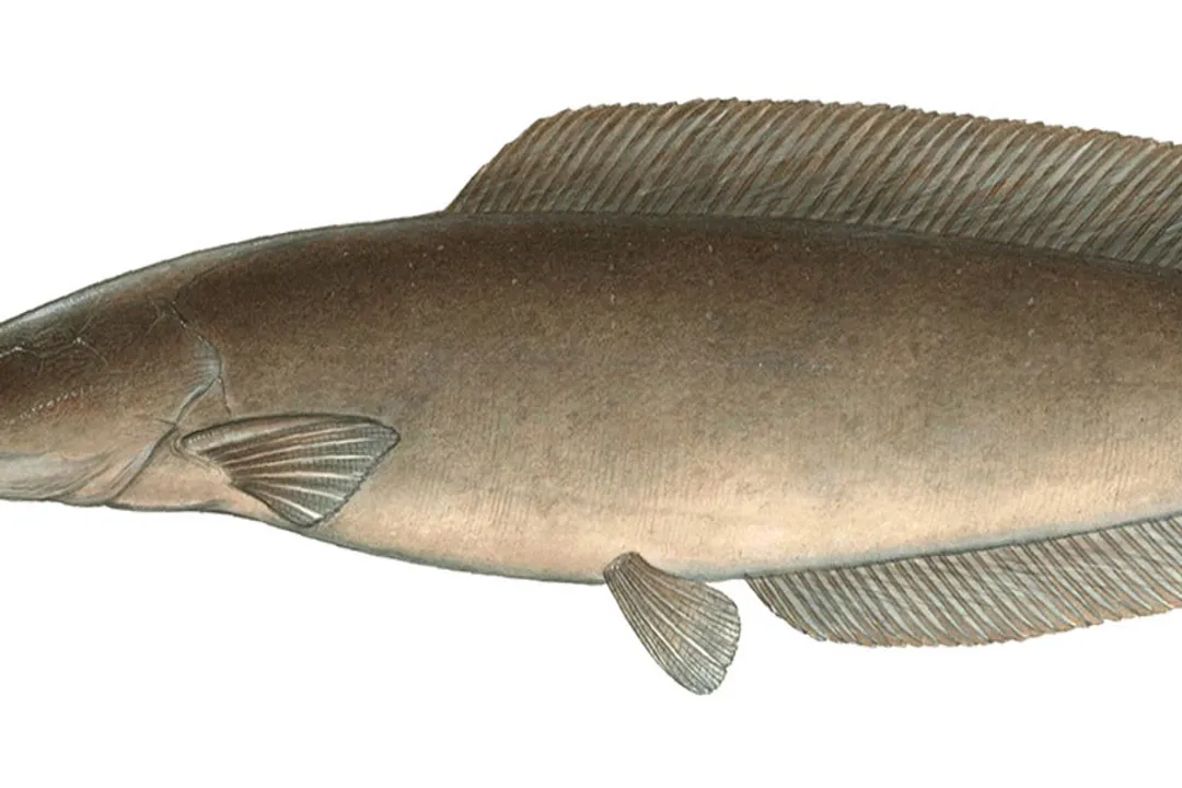 Walking Catfish Facts, Anatomy Features