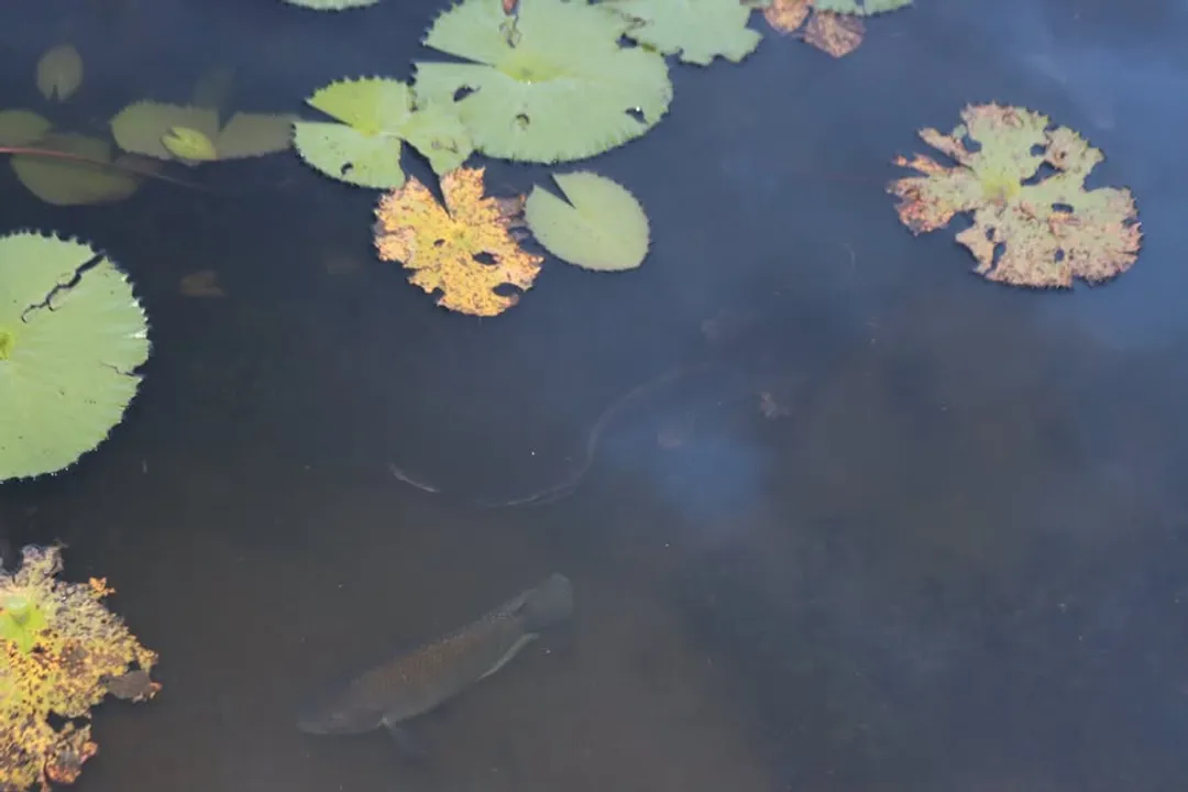 Walking Catfish Facts