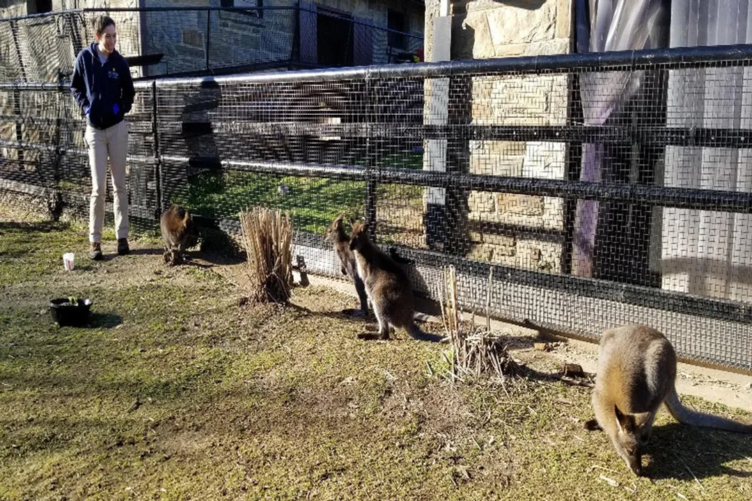 Wallaby Diet