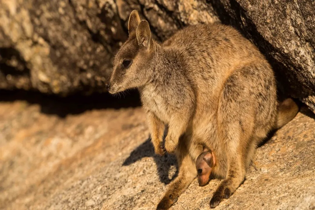 Wallaby Evolution, Macropod Origins
