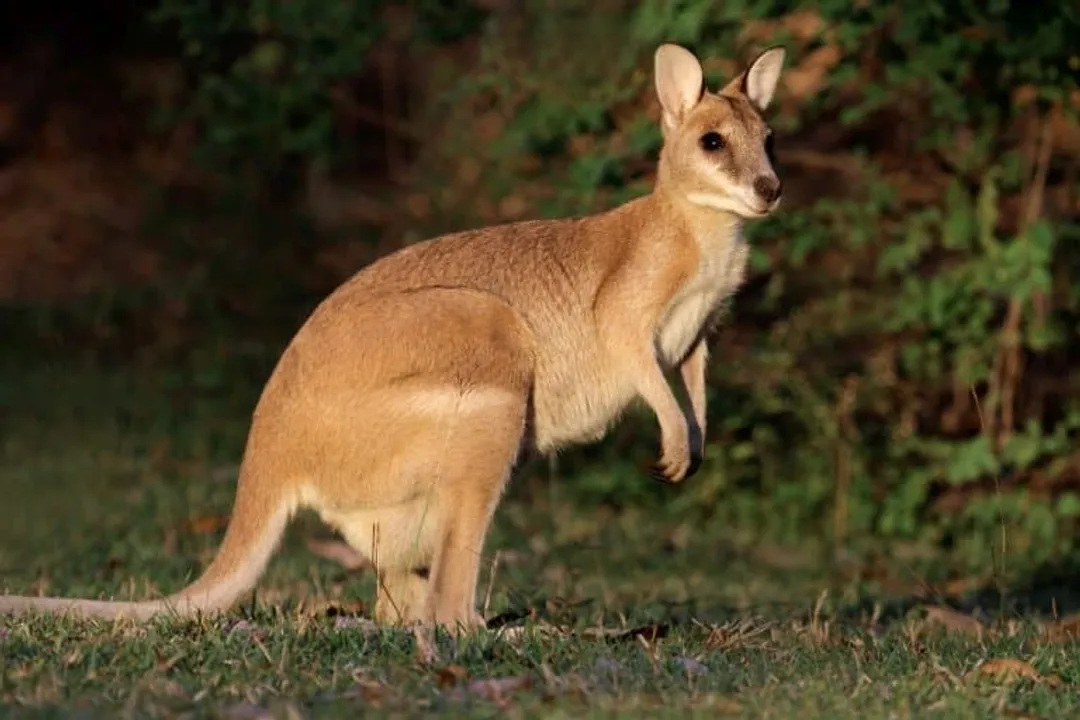 Wallaby Facts, Size Range