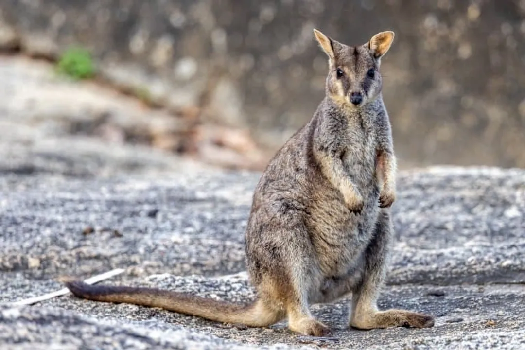Wallaby Facts, Joey Life
