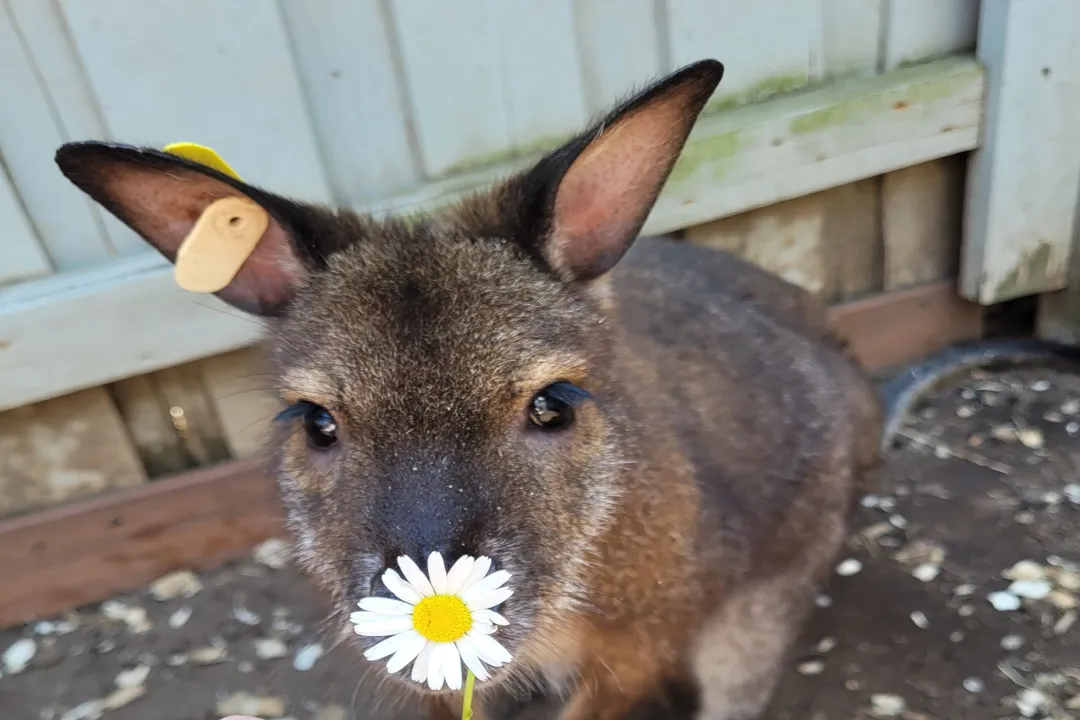 Wallaby Locations, Australian Roots