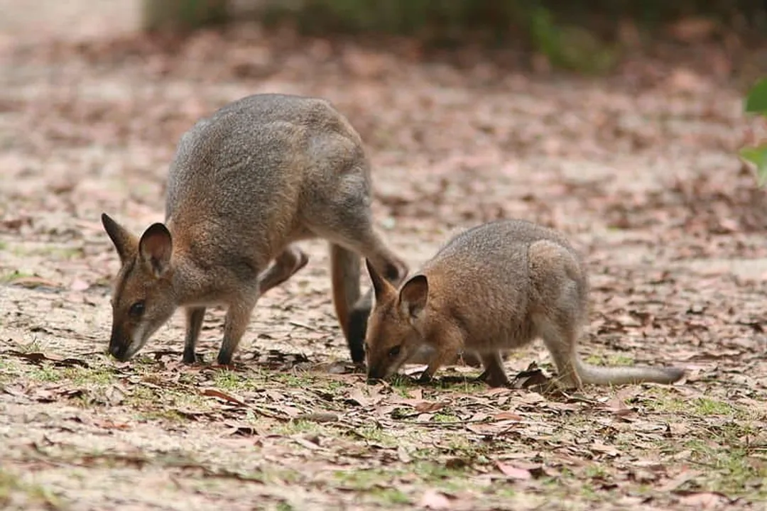 Wallaby Physical Characteristics, Macropod Traits
