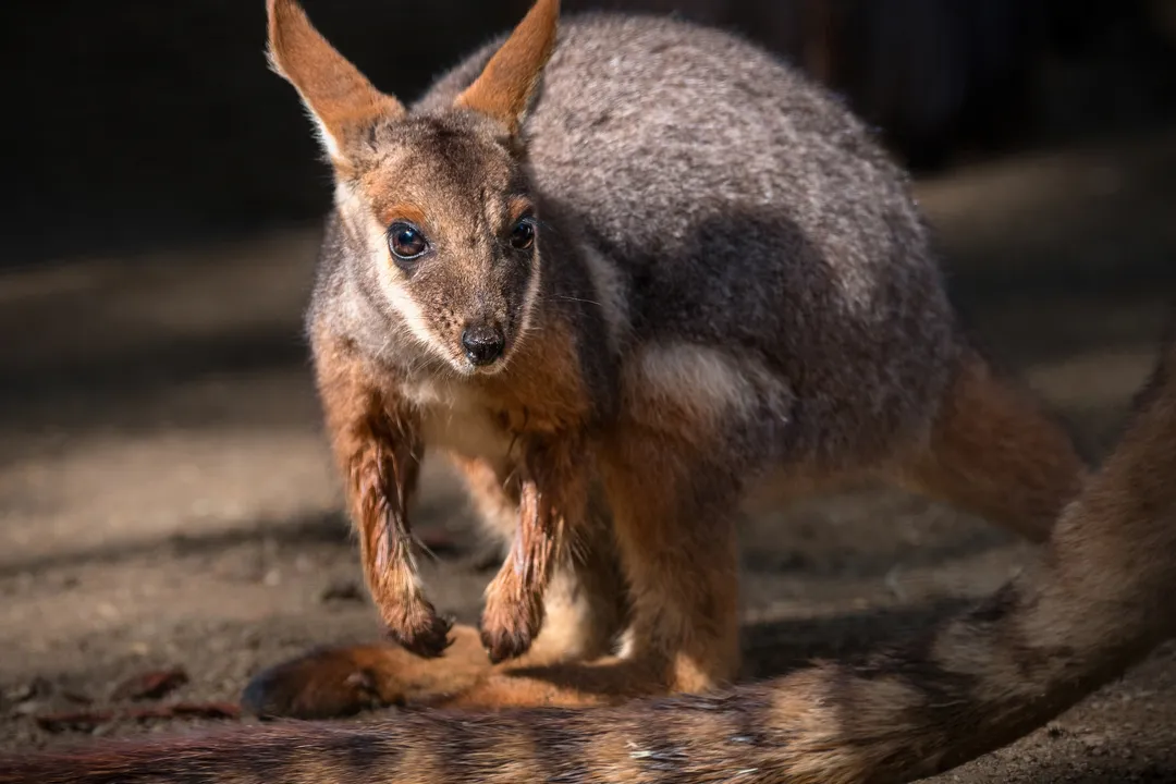 Wallaby Physical Characteristics, Hopping Mechanics