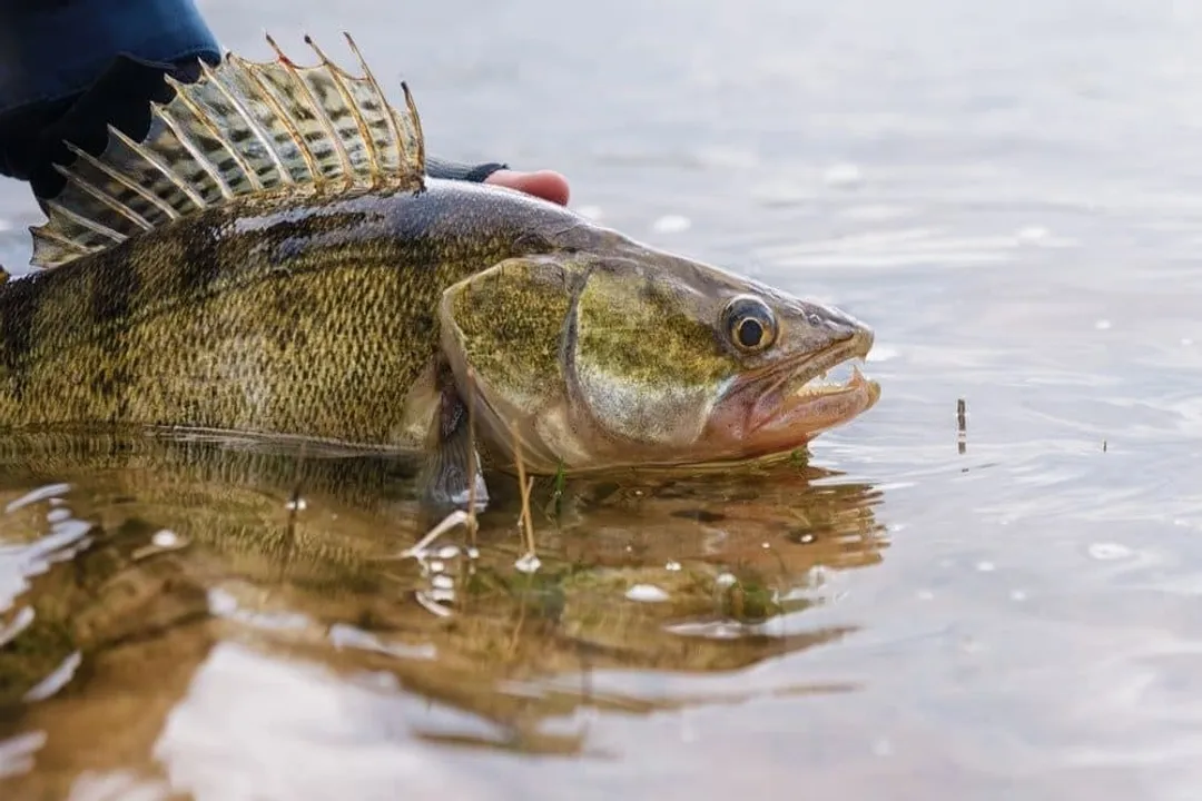 Walleye Fish Diet