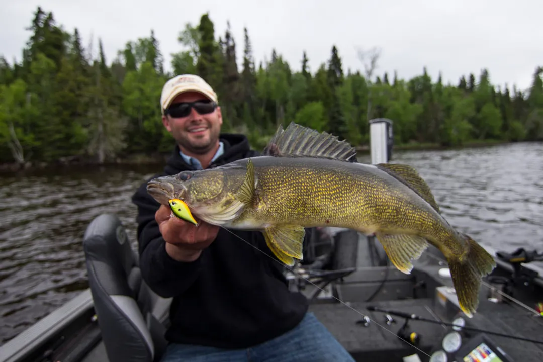 Walleye Fish Facts