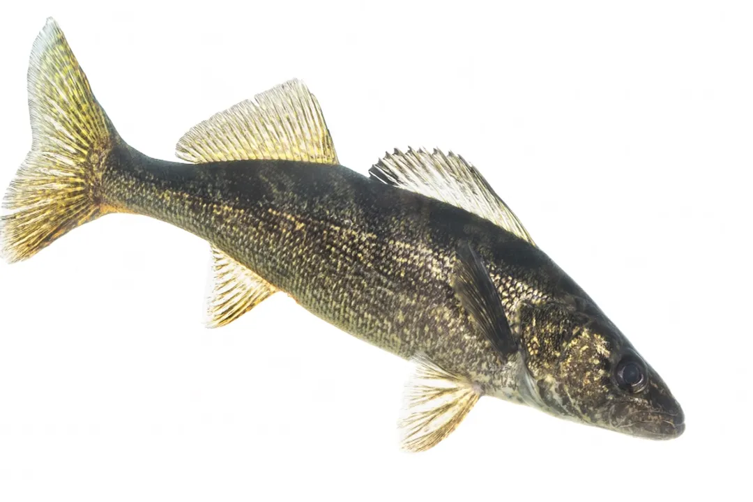 Walleye Fish Facts, Scientific Identity