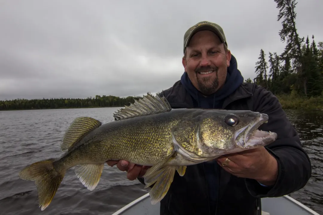 Walleye Fish Facts, Defining Features