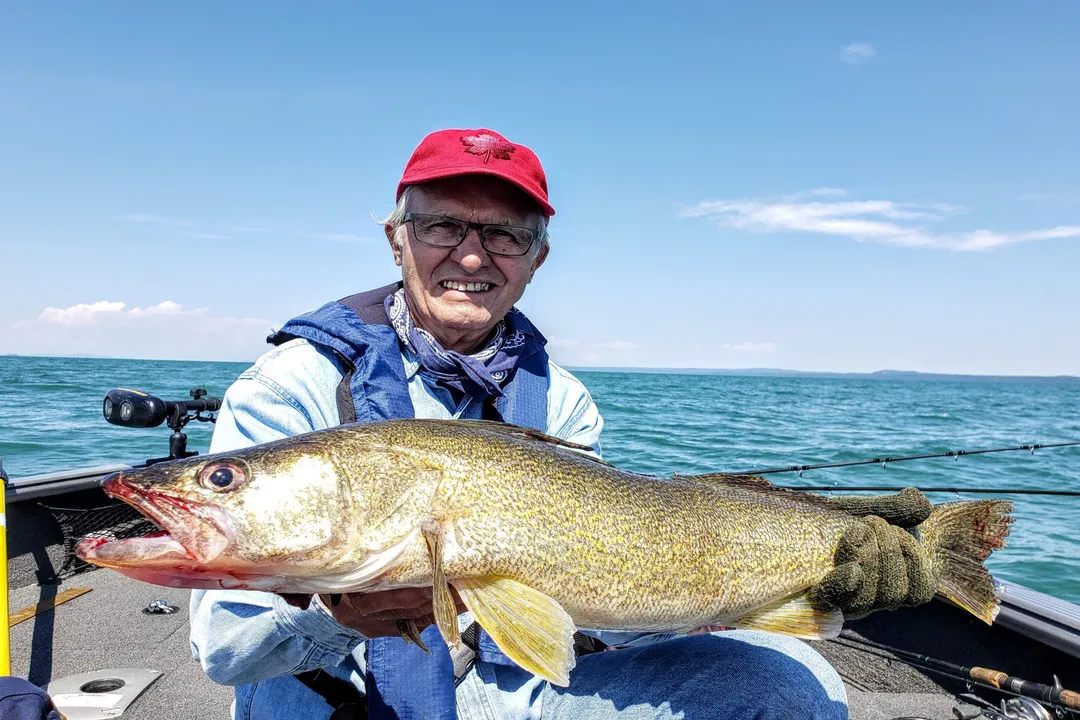 Walleye Fish Facts, Life Cycle