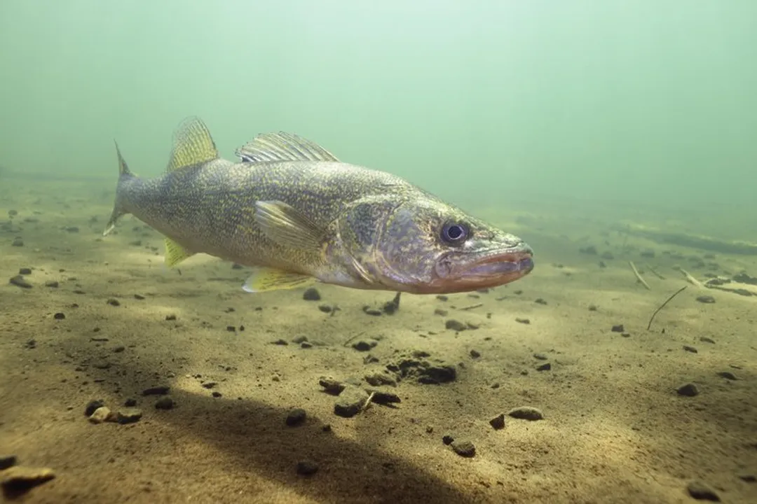 Walleye Fish Locations