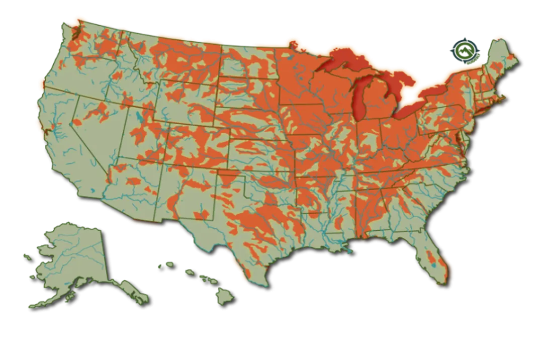 Walleye Fish Physical Characteristics, Coloration Variation